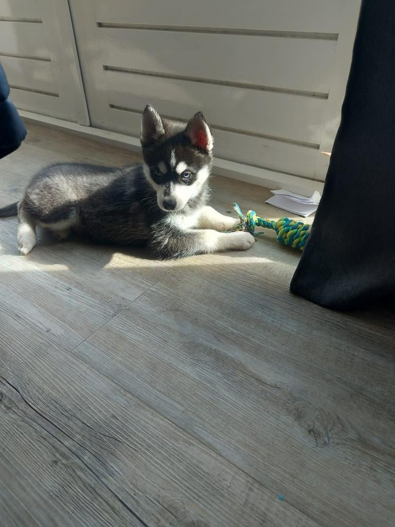 Lieve pomsky pups, Dieren en Toebehoren, Honden | Poolhonden, Keeshonden en Oertypen, Parvo, 8 tot 15 weken, Poolhond, Meerdere dieren