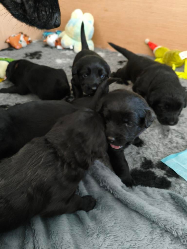super leuke cavapoo x herder pups, Dieren en Toebehoren, Honden | Niet-rashonden, Parvo, 8 tot 15 weken, Teef, Meerdere