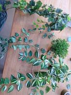 Diverse kunstplanten en slingerplanten, Ophalen of Verzenden