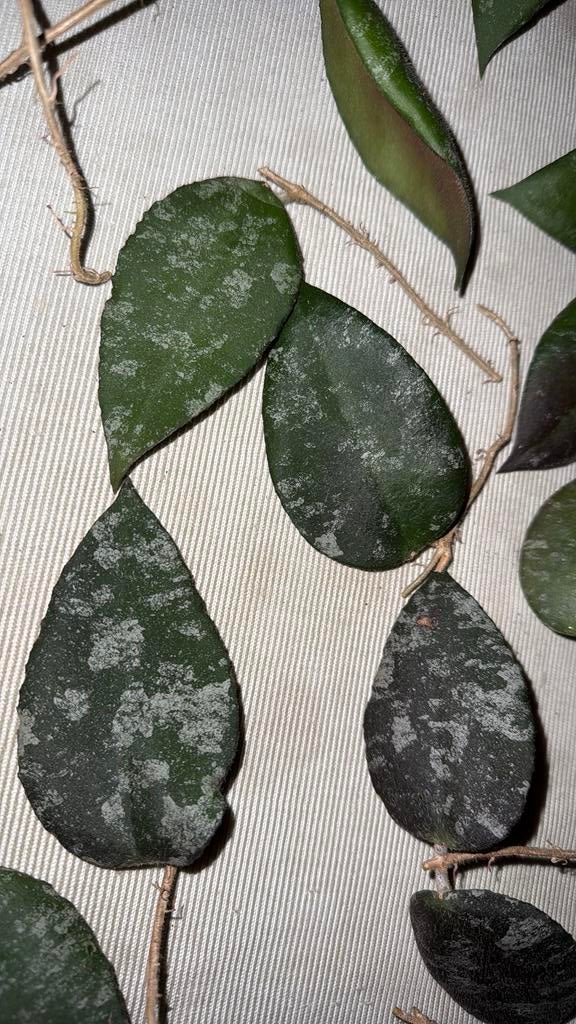 Hoya Caudata Sumatra stekken, Huis en Inrichting, Kamerplanten, Ophalen, Overige soorten, Minder dan 100 cm, Bloeiende kamerplant