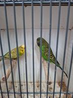 Koppel mooie grasparkieten, Meerdere dieren, Parkiet