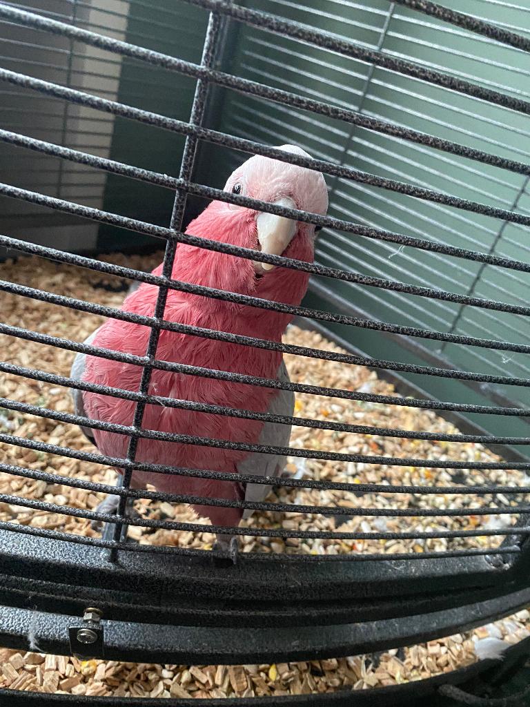 Rose kakatoe, Dieren en Toebehoren, Vogels | Parkieten en Papegaaien, Mannelijk, Papegaai, Pratend