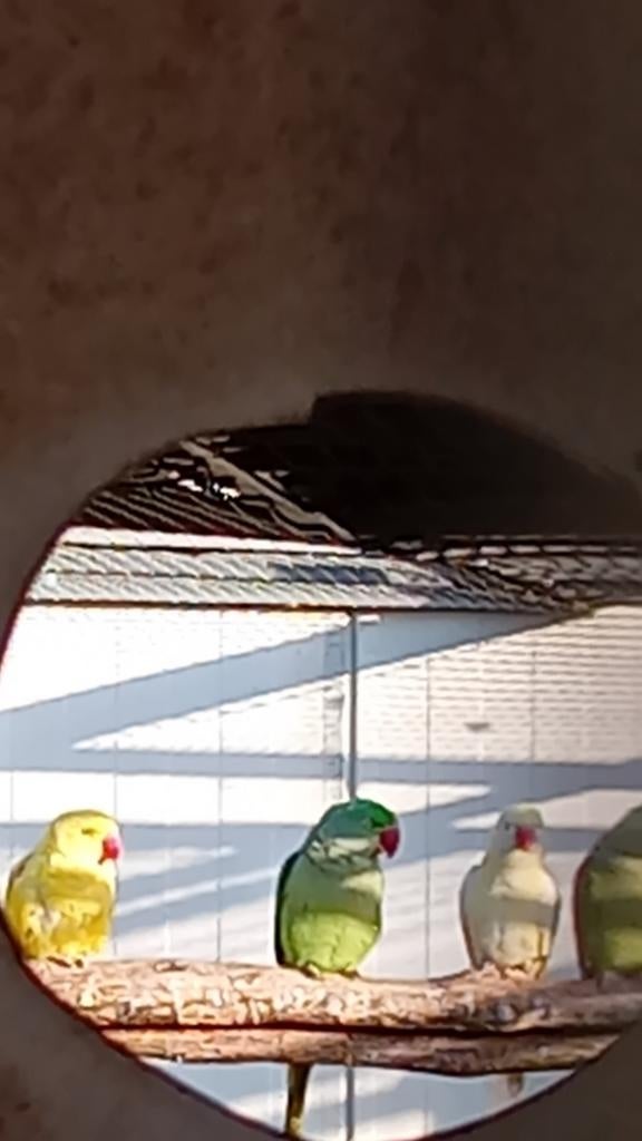 3 koppels Alexanderparkieten/Alexanders/alexander parkiet, Meerdere dieren, Parkiet, Geringd