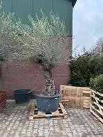 Prachtige Olijfboom voor Terras of Tuin - Blikvanger!, Ophalen, Overige soorten, Struik, 100 tot 250 cm
