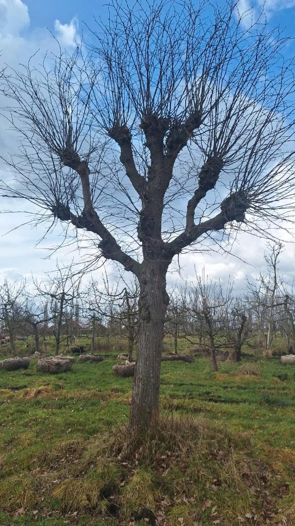 Set van 2 machtige leilindes, Tuin en Terras, Planten | Bomen, Leiboom, 400 cm of meer, Volledige schaduw, Zomer, Ophalen