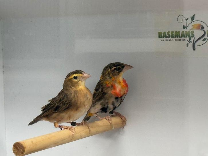 Oranjewever - Euplectes franciscanus, Dieren en Toebehoren, Vogels | Overige Vogels, Tropenvogel, Meerdere dieren, Geringd