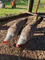 Broedeieren zilverpatrijs leghorn groot, Dieren en Toebehoren, Pluimvee, Geslacht onbekend, Kip