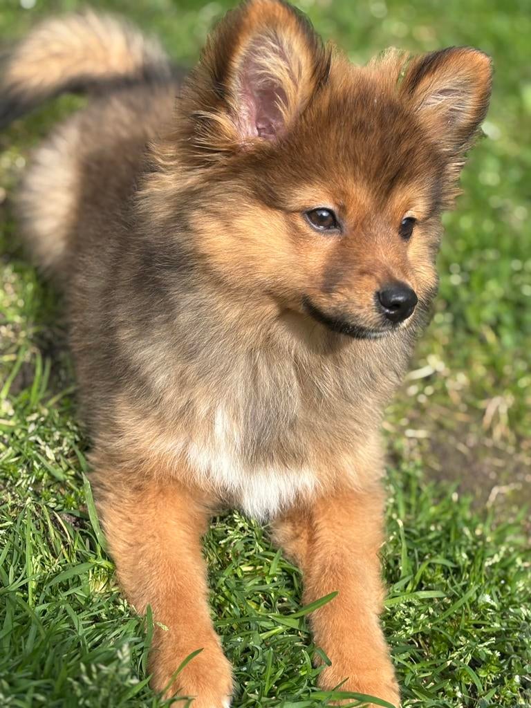 Lieve pomeriaan/aussie puppy zoekt nieuw huisje, 8 tot 15 weken, Parvo, Eén hond, Nederland
