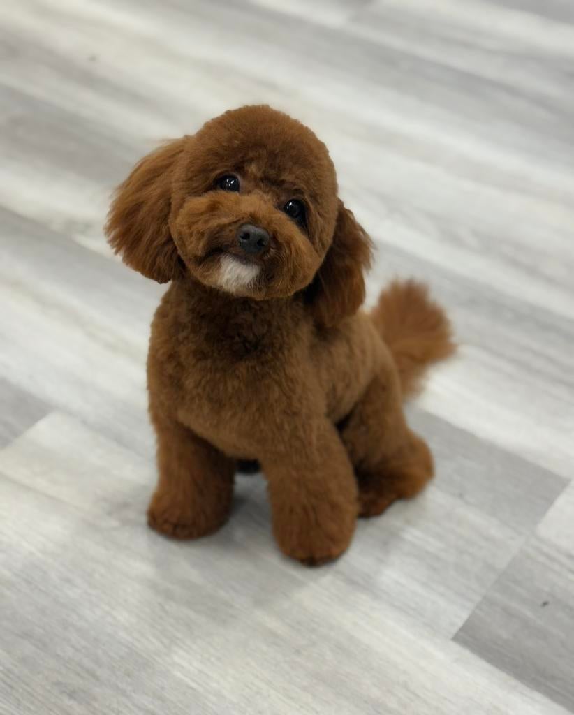 Toy poedel dekreu, Dieren en Toebehoren, Honden | Dekreuen, Reu, 1 tot 2 jaar, Parvo, Eén hond