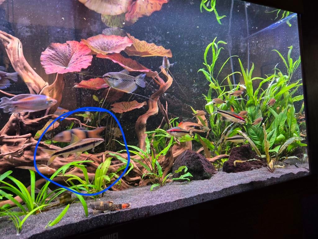 2 chinese of siamese algeneters te koop, gele vin, Dieren en Toebehoren, Vissen | Aquariumvissen, Vis