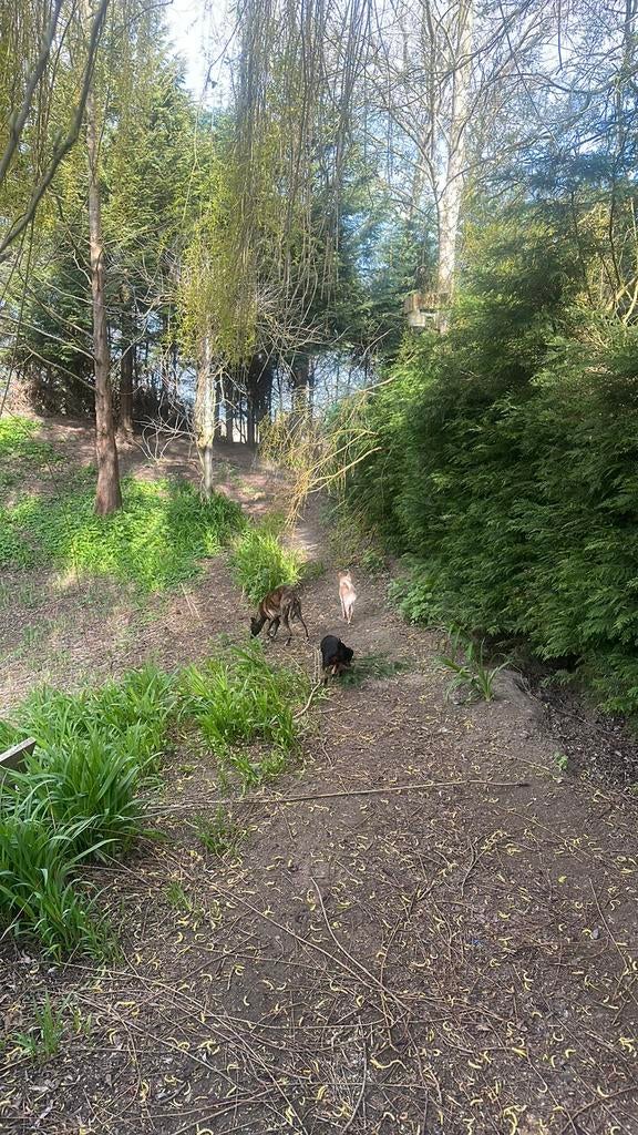 Vakantie opvang honden., Dieren en Toebehoren, Honden | Niet-rashonden, Meerdere, Klein, 3 tot 5 jaar, Nederland
