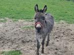 Ezel (dek)hengst, Dieren en Toebehoren, Overige Dieren, Mei, Mannelijk