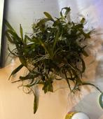 40 Vallisneria Gigantea stekken, Dieren en Toebehoren, Vissen | Aquaria en Toebehoren, Ophalen of Verzenden, Zo goed als nieuw