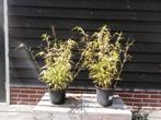 BAMBOE FARGESIA RUFA *NIET WOEKEREND* v.a. € 8,95, Tuin en Terras, Ophalen, Vaste plant, Siergrassen, Bloeit niet