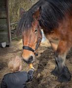 Ontzettend lieve trekpaard merrie. 7 jaar., Dieren en Toebehoren, Paarden, Merrie, Met stamboom, Zadelmak, 170 tot 175 cm