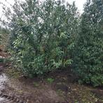 Grote laurier, Ophalen of Verzenden, Laurier, 100 tot 250 cm