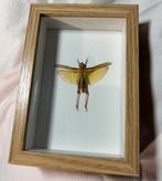 Echte opgezette sprinkhaan in lijst 17 x 11,5 cm, Verzamelen, Ophalen of Verzenden, Zo goed als nieuw, Insect, Opgezet dier
