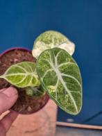 Alocasia Ninja Variegata p10 (3), Huis en Inrichting, Kamerplanten, Ophalen of Verzenden, Halfschaduw, Minder dan 100 cm
