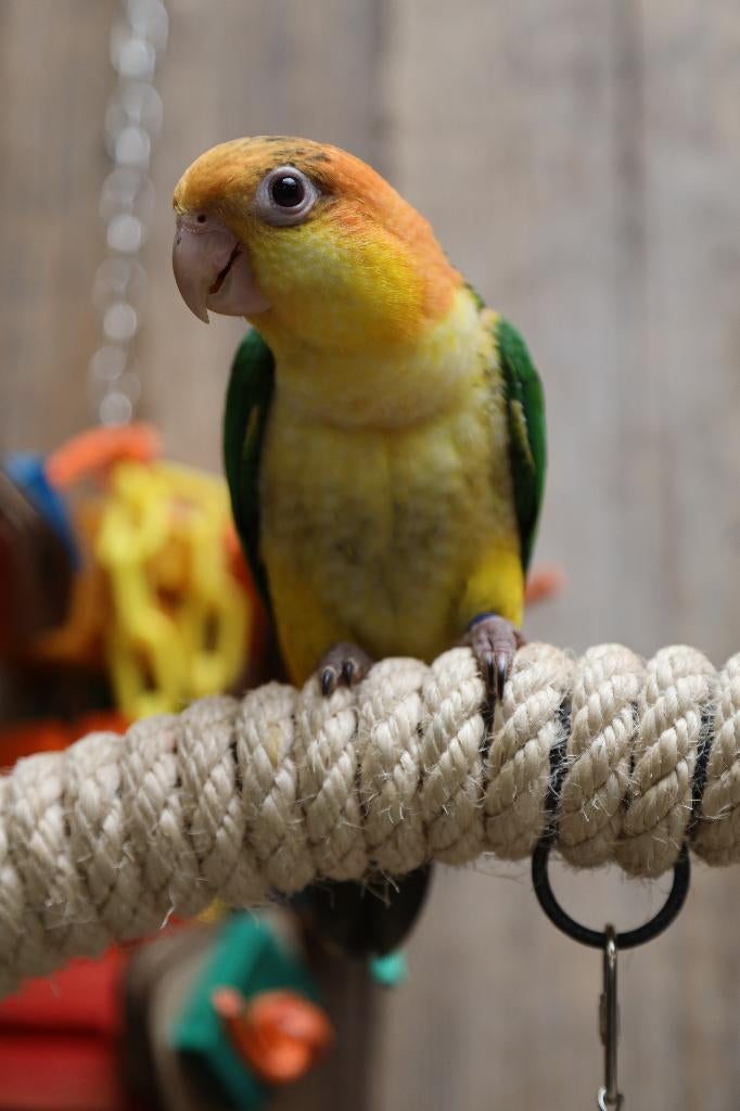 Jonge Baby Roestkop Caique´s | getest | Speels | Handtam, Dieren en Toebehoren, Vogels | Parkieten en Papegaaien, Meerdere dieren