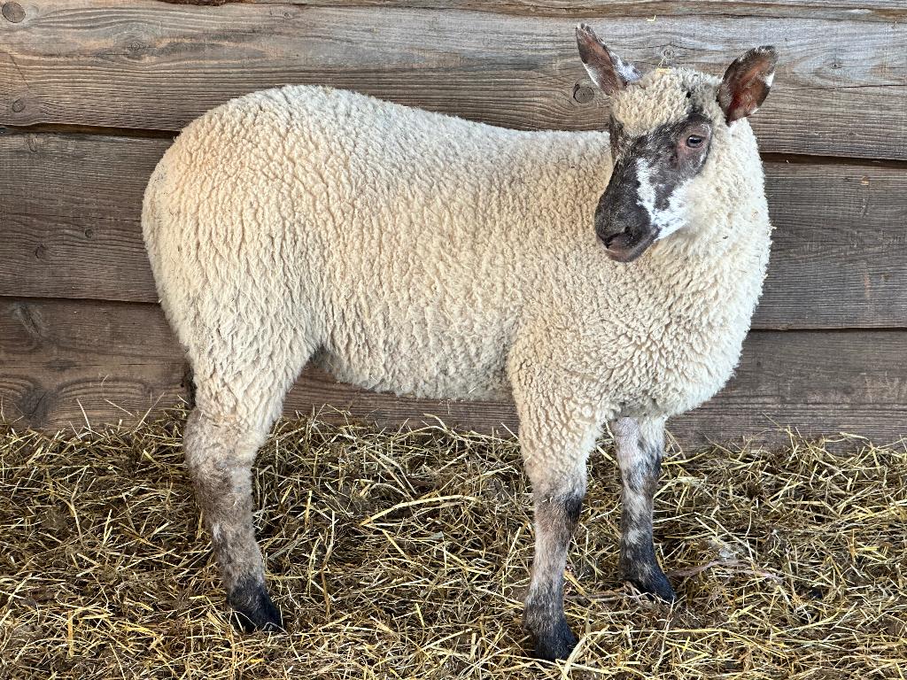 Te koop club forst X swifter lammeren, Meerdere dieren, Schaap