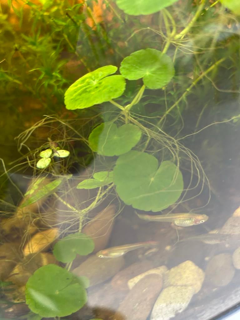 Hydrocotyle verticillata plant, Ophalen of Verzenden, Nieuw, Plant(en), Steen of Hout