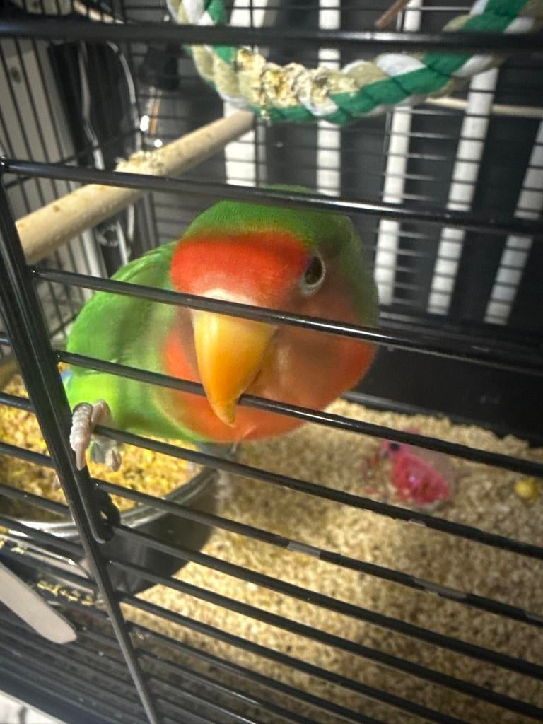 Agapornis roseicollis, Geslacht onbekend, Dwergpapegaai of Agapornis