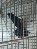 Koppel twatwa, Meerdere dieren, Parkiet, Geringd