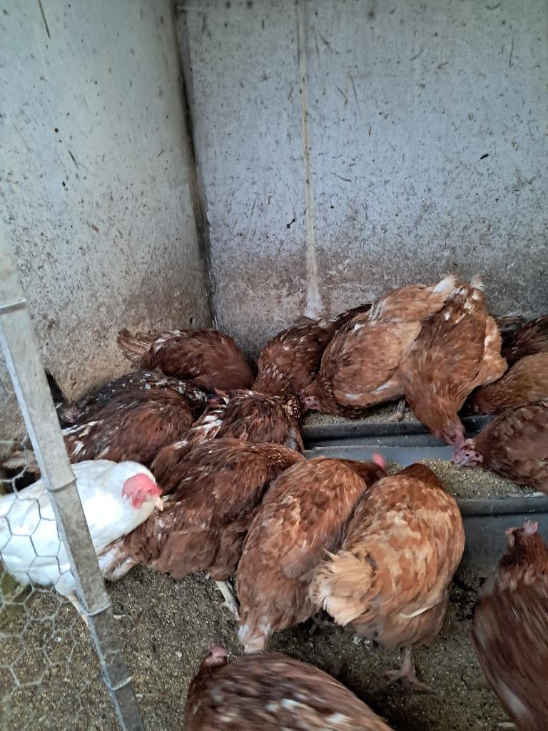 legkippen, Dieren en Toebehoren, Pluimvee, Vrouwelijk, Kip