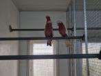 Koppel rose kaketoe (split x lutino), Dieren en Toebehoren, Vogels | Parkieten en Papegaaien, Meerdere dieren, Papegaai, Geringd