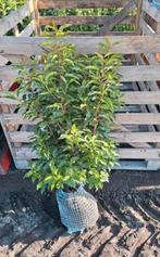 Prunus lusitanica angustifolia portugese laurier, Ophalen of Verzenden, Laurier, Minder dan 100 cm