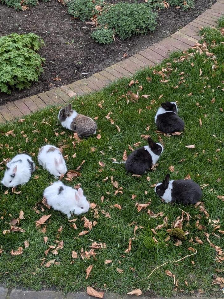 lieve konijntjes, Dieren en Toebehoren, Konijnen, Dwerg, Meerdere dieren, 0 tot 2 jaar