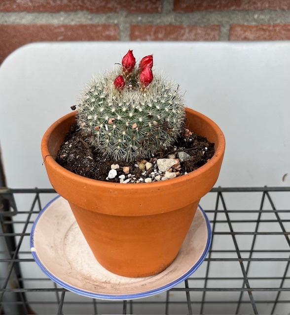 Cactus, Ophalen, Minder dan 100 cm, Bloeiende kamerplant, Volle zon