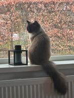 Ragdoll poes Mink Colourpoint met stamboom, Dieren en Toebehoren, Katten en Kittens | Overige Katten, Poes