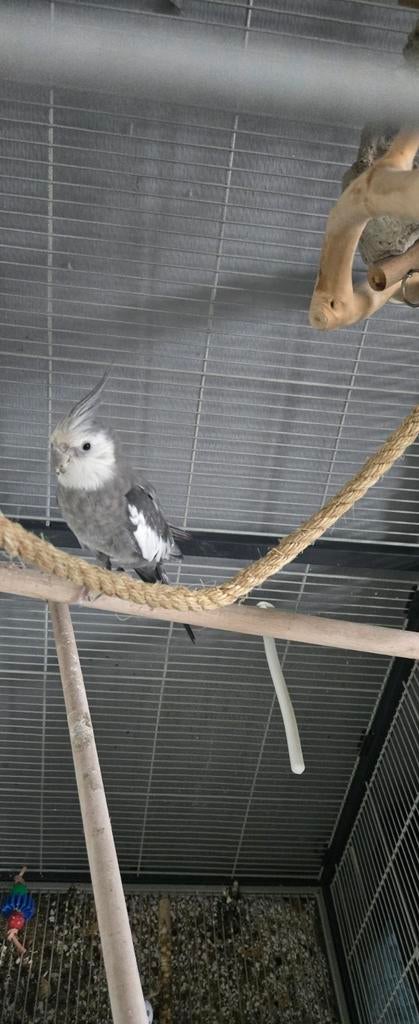 Valkparkiet, Dieren en Toebehoren, Vogels | Parkieten en Papegaaien, Mannelijk, Parkiet