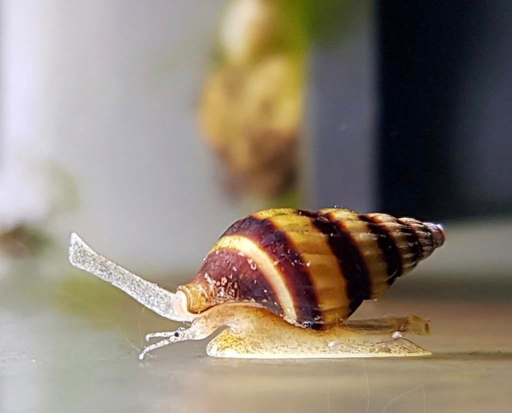 Anatome Helenaslakken, Dieren en Toebehoren, Vissen | Aquariumvissen, Vis