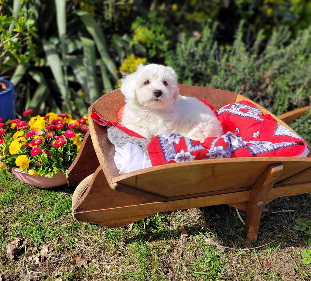 Leuke maltezer pups te koop!, Parvo, Maltezer, 8 tot 15 weken, Meerdere