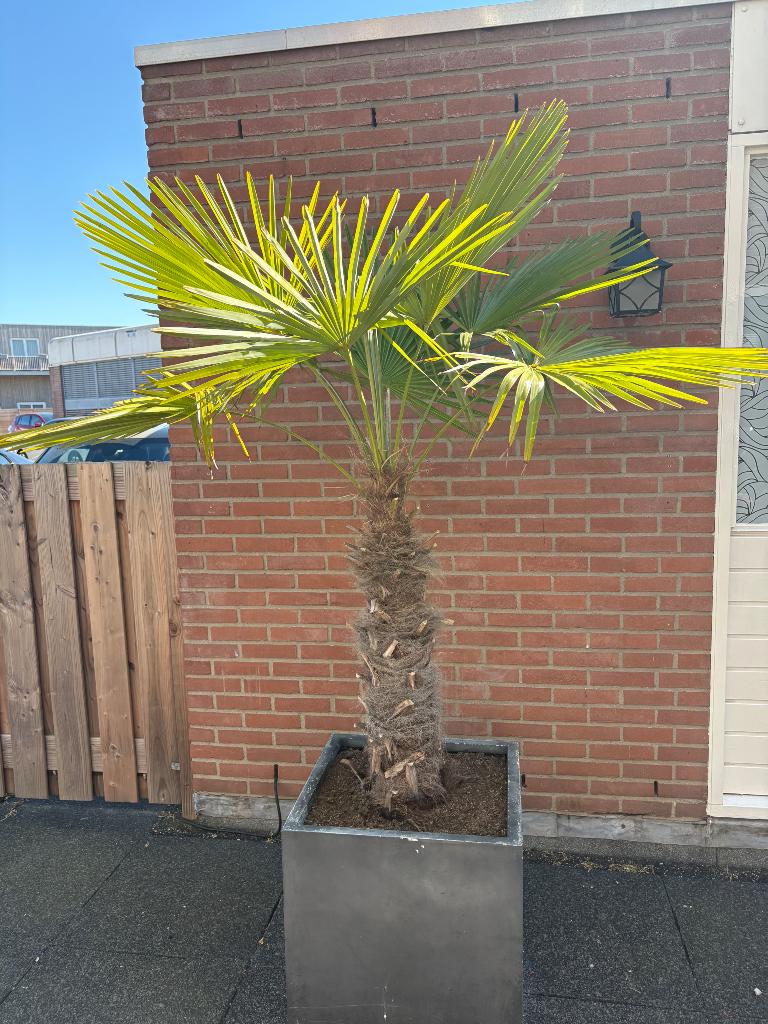 3 palmbomen te koop in grote pot, Tuin en Terras, Planten | Bomen, 100 tot 250 cm, Zomer, Palmboom, Ophalen