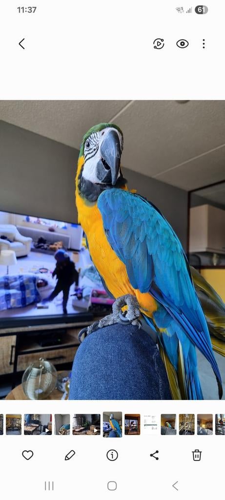 Blauw geel ara met xxl grote kooi, Vrouwelijk, Papegaai