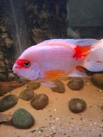 Santa Parrot Cichlid / King Kong Parrot, Dieren en Toebehoren, Vis