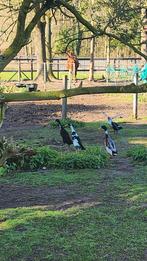 Indische loopeenden woerden, Mannelijk, Eend