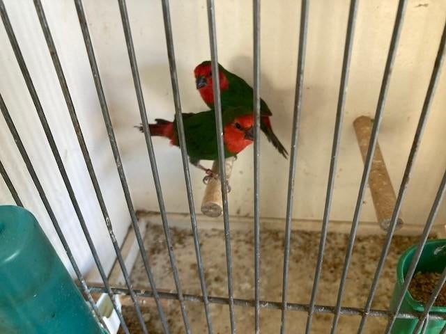 Roodkop papegaai amadines, Meerdere dieren, Tropenvogel, Geringd