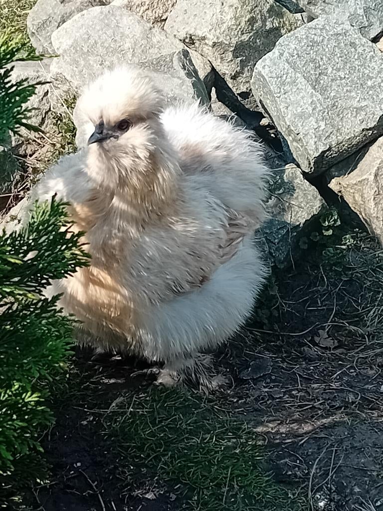Broedeieren zijdehoen, Geslacht onbekend, Kip