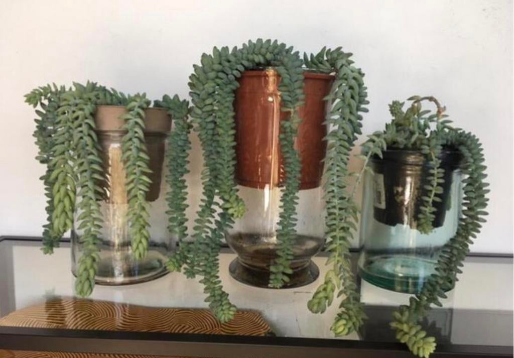 Mooie lange ezelstaartjes in de pot glazen vazen, Ophalen of Verzenden, Halfschaduw, Minder dan 100 cm