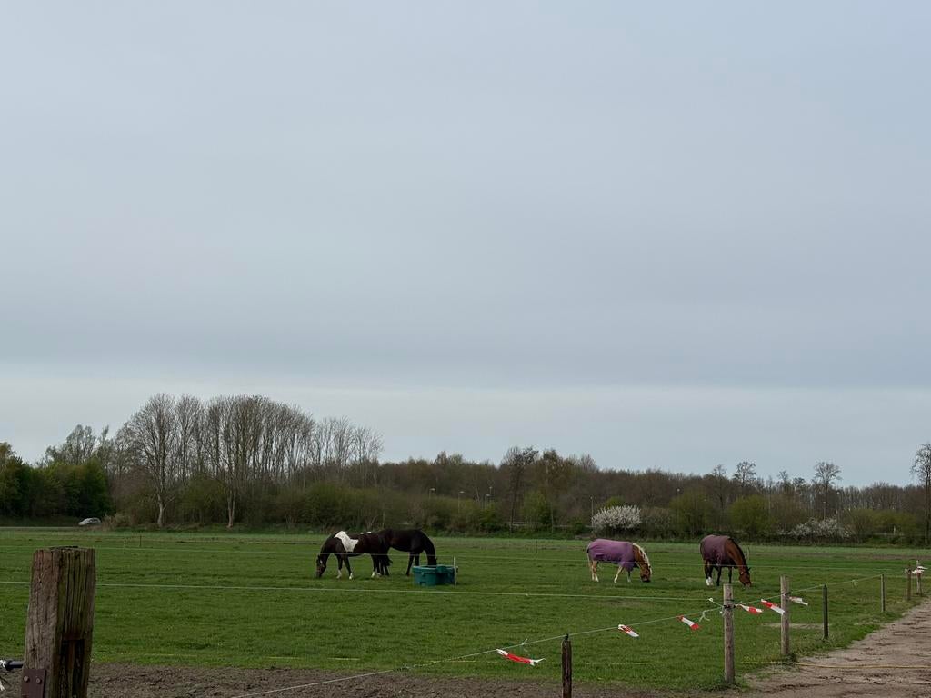 Pensionstal met weidegang#2 boxen, Dieren en Toebehoren, Stalling en Weidegang, Weidegang, 2 of 3 paarden of pony's