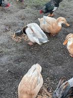 Saksische eend vrouwtje, Dieren en Toebehoren, Pluimvee, Vrouwelijk, Eend