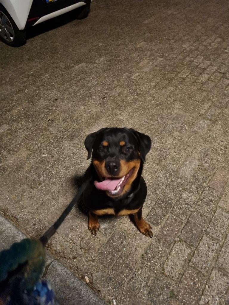 Rottweiler, 1 tot 2 jaar, Teef, Eén hond, Rottweiler