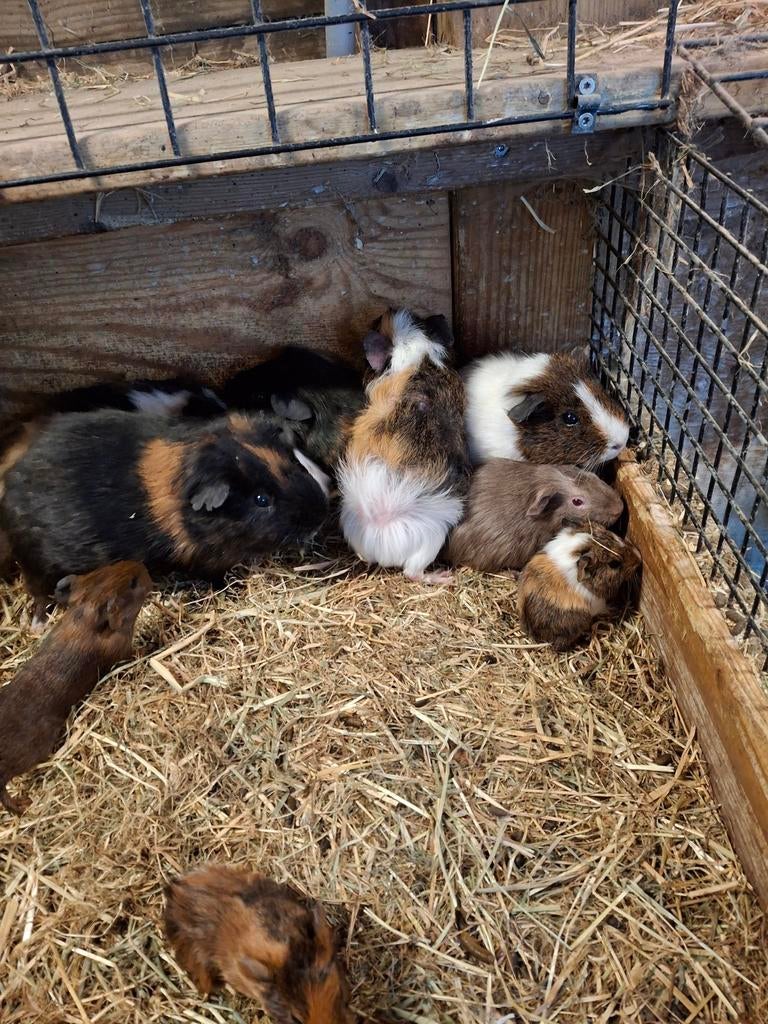 Cavia, Dieren en Toebehoren, Knaagdieren, Maart, Meerdere dieren, Cavia
