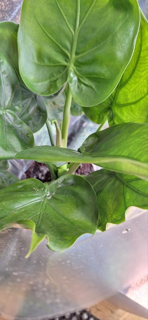 ALOCASIA vol in het blad, Huis en Inrichting, Kamerplanten, Ophalen, Halfschaduw, Minder dan 100 cm