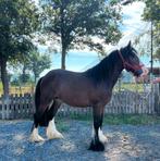 Tinker ruin, Ruin, E pony (1.48m - 1.57m)