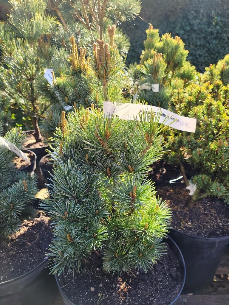 Pinus parviflora Negishii - Japanse Witte Dwergden, Tuin en Terras, Planten | Bomen, Ophalen